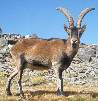 1.bp.blogspot.com__kKnJODmjdRQ_T01tj3kYf7I_AAAAAAAAALk___n2y4uI9WI_s1600_Spanish_ibex.jpg