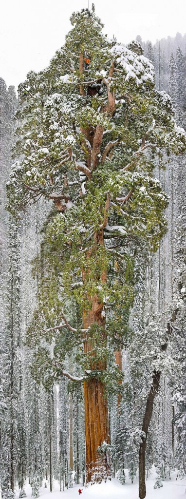abunawaf.com_wp_content_uploads_2015_03_A_Sequoia_Tree_In_California_382x1024.jpeg