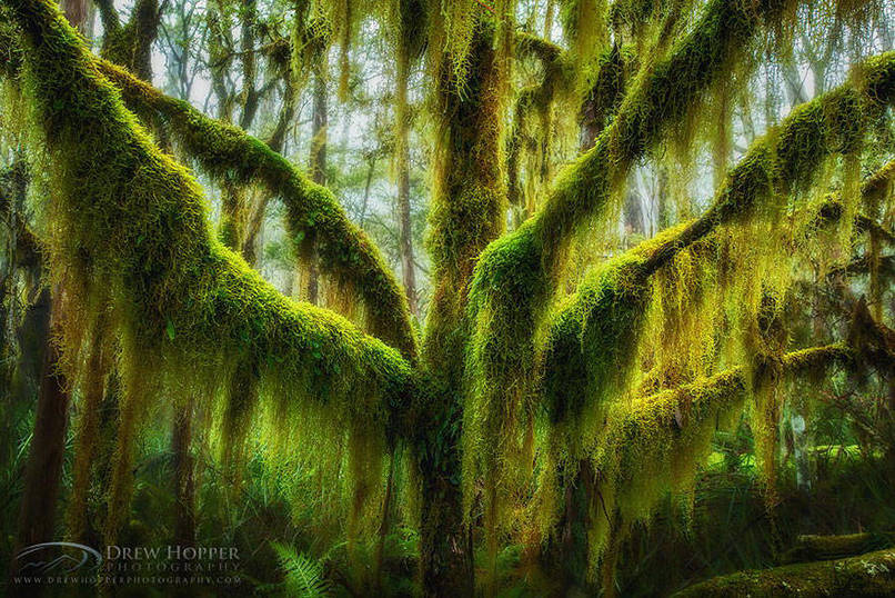 abunawaf.com_wp_content_uploads_2015_03_Antarctic_Beech_with_hanging_moss_in_Oregon.jpeg