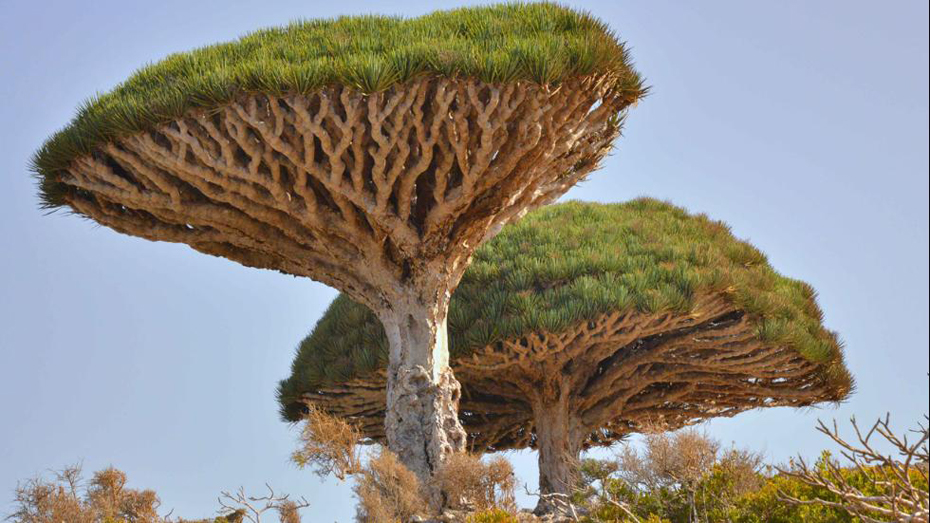 abunawaf.com_wp_content_uploads_2015_03_Dragon_E2_80_99s_Blood_Trees_Socotra.jpg