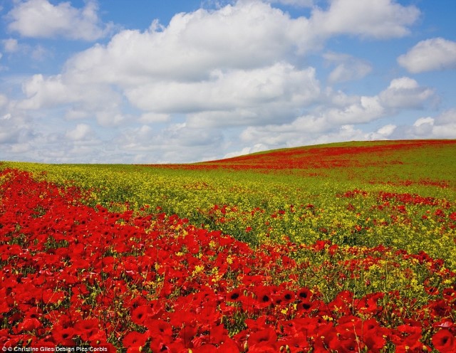abunawaf.com_wp_content_uploads_2015_04__D8_AD_D8_AF_D9_8A_D9_b1c7cf0e60c88417f2508164e1388995.jpg