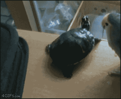 abunawaf.com_wp_content_uploads_2015_05__D8_B7_D9_8A_D9_88_D8_B1_16.gif