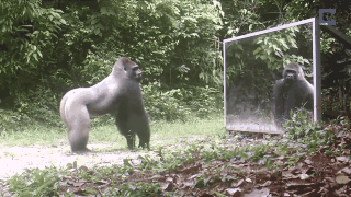 abunawaf.com_wp_content_uploads_2015_06_6__D8_B1_D8_AF_D8_A9__2e506d0367f861e639a32f391a02a06d.gif