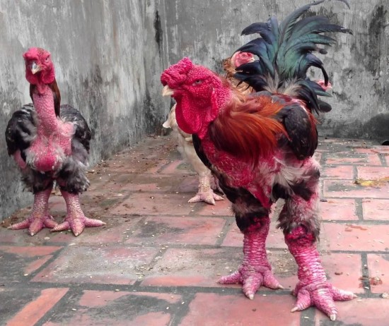 abunawaf.com_wp_content_uploads_2015_06_rare_vietnamese_chicken_breed_has_the_weirdest_legs.jpg