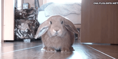 abunawaf.com_wp_content_uploads_2015_07__D8_A3_D8_B1_D9_86_D8_A8.gif