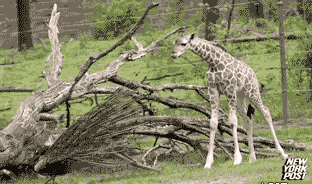 abunawaf.com_wp_content_uploads_2015_07__D8_B2_D8_B1_D8_A7_D9_81_D8_A9_4.gif