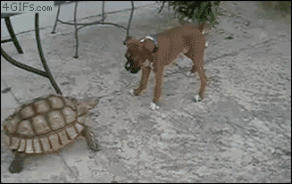 abunawaf.com_wp_content_uploads_2015_07__D8_B3_D9_84_D8_AD_D9_81_D8_A7_D8_A9_3.gif