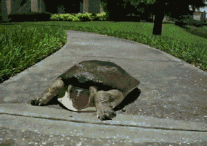 abunawaf.com_wp_content_uploads_2015_07__D8_B3_D9_84_D8_AD_D9_81_D8_A7_D8_A9_5.gif