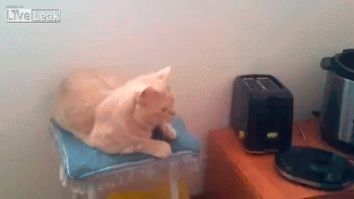 abunawaf.com_wp_content_uploads_2015_07__D9_82_D8_B7_D8_A9.gif