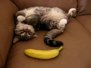 abunawaf.com_wp_content_uploads_2015_10__D9_82_D8_B7_D8_A9_20.gif