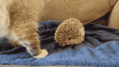 abunawaf.com_wp_content_uploads_2015_10__D9_82_D8_B7_D8_A9_24.gif