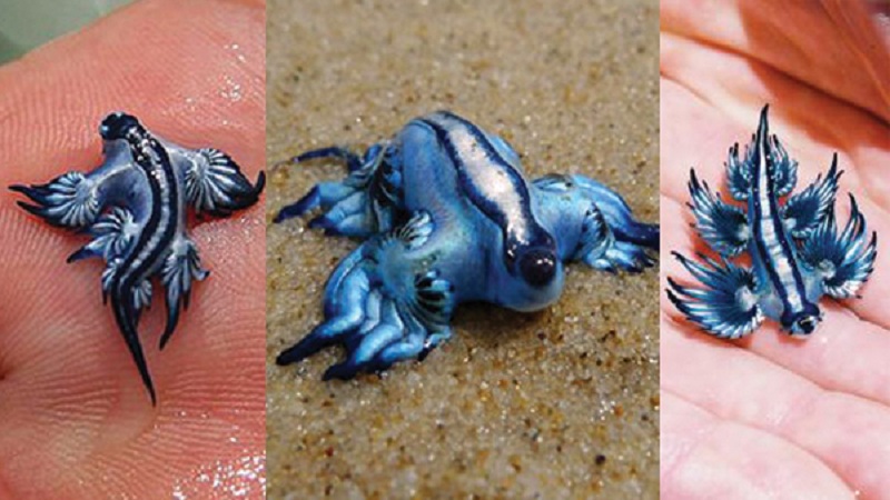 amazinglist.net_wp_content_uploads_2013_04_pokemon_sea_slug_2.jpg