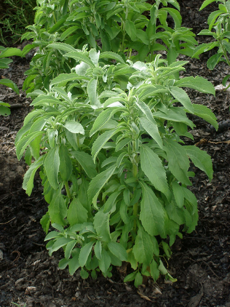 bonnieplants.com_wp_content_uploads_2011_10_stevia_plant_garden.jpg