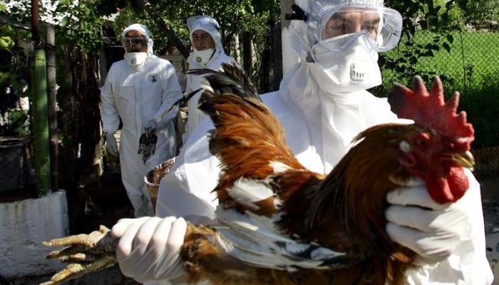 cdn.al_ain.com_images_2016_12_30_78_214642_bulgaria_birdflu_700x400.jpeg