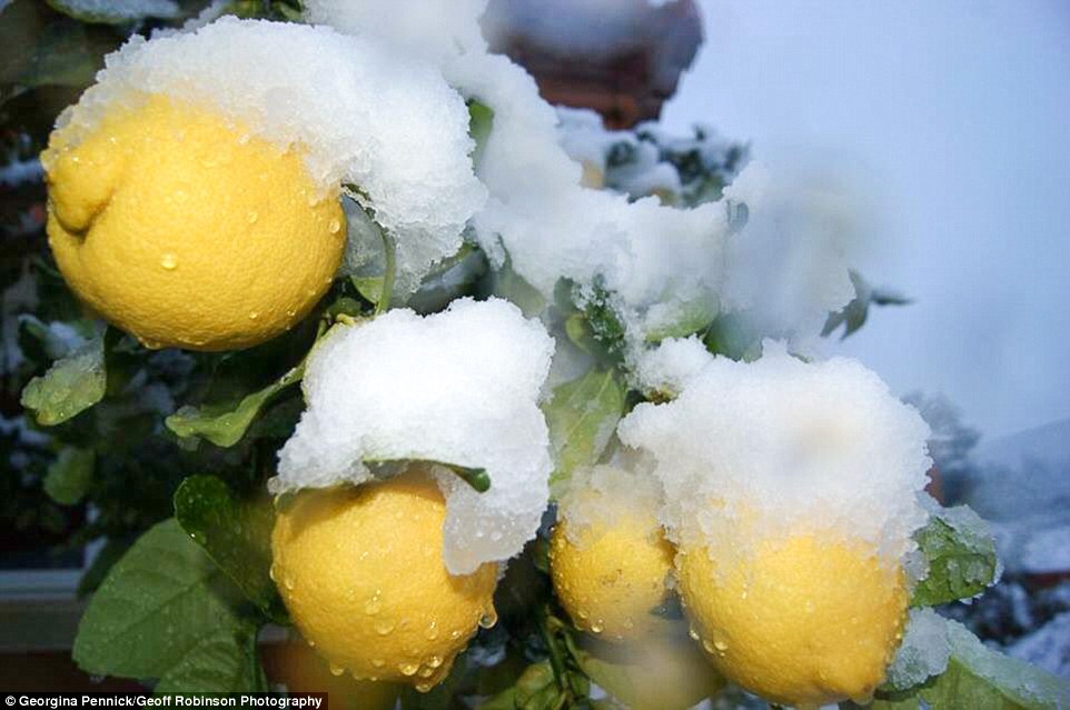 i.dailymail.co.uk_i_pix_2017_01_18_14_3C3CDB8E00000578_4132082_image_a_185_1484751449136.jpg