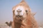 kaheel7.com_ar_images_stories_index_camel.JPG