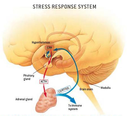 kaheel7.com_userimages_stressresponse.jpg