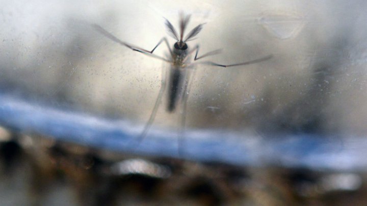 scd.france24.com_ar_files_imagecache_france24_ct_api_bigger_169_article_image_virus_zika_afp_3.jpg