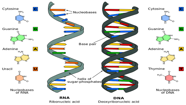 study.com_cimages_multimages_16_Difference_DNA_RNA_EN.svg.png