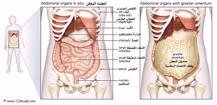 www.123esaaf.com_Atlas_GIT_02.png