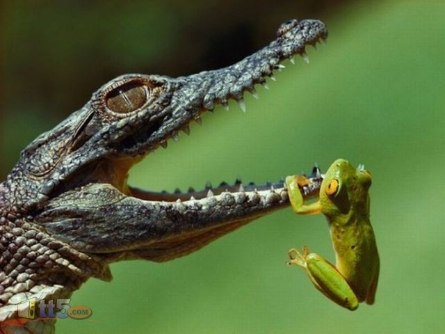 www.3alnasya.org_blog_wp_content_uploads_national_geographic_best_photos_collection_12_2011_1.jpg