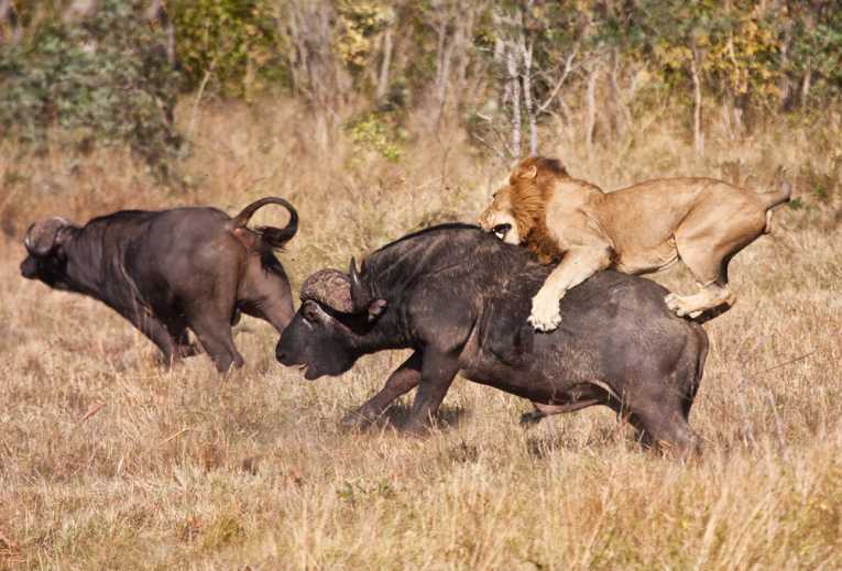 www.earthtimes.org_newsimage_killing_simbas_lion_trade_02_Jul_12.jpg