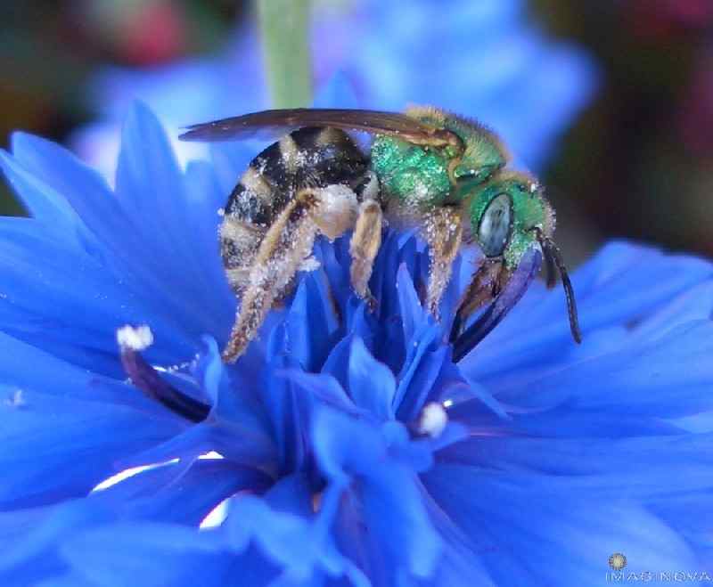 www.kaheel7.com_userimages_bee_20on_20button.JPG