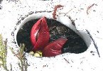 www.kaheel7.com_userimages_plant_0.jpg
