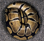 www.reptilegardens.com_assets_images_snakes_non_venomous_ball_python_tight_ball.jpg