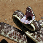 www.reptilegardens.com_assets_images_snakes_non_venomous_python_roughscale_mouth.jpg
