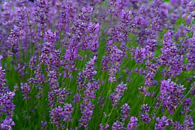 www.sleepaidguide.com_image_files_herbal_sleep_aids_lavender.jpg