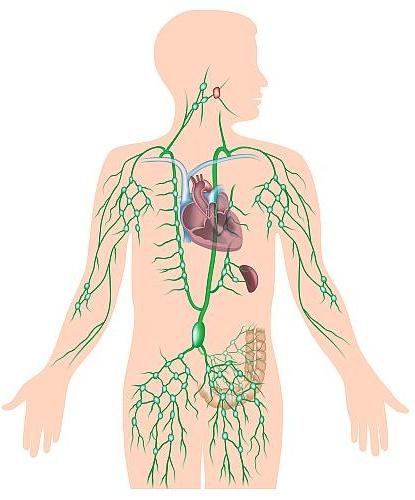 www.tabeebkom.com_uploads_Lymphatic_System.jpg