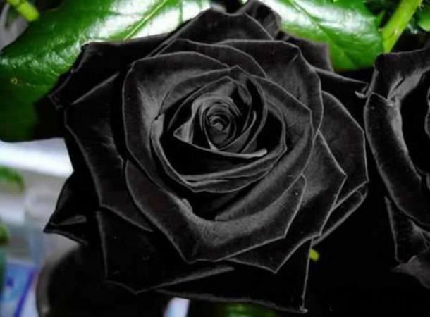www_naseej_net_getattachment_dca448d9_e428_467d_b0bc_6779575132ae_12_jpg_aspx_.jpg