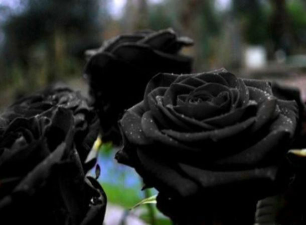 www_naseej_net_getattachment_fc98114c_53fa_42b1_ba1b_f103a9921664_16_jpg_aspx_.jpg