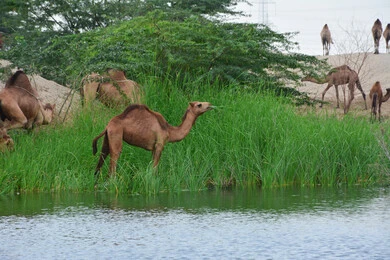 image-29190-group-camels-green-valley-city-jeddah-saudi-arabia-caravan-thumbnail.webp