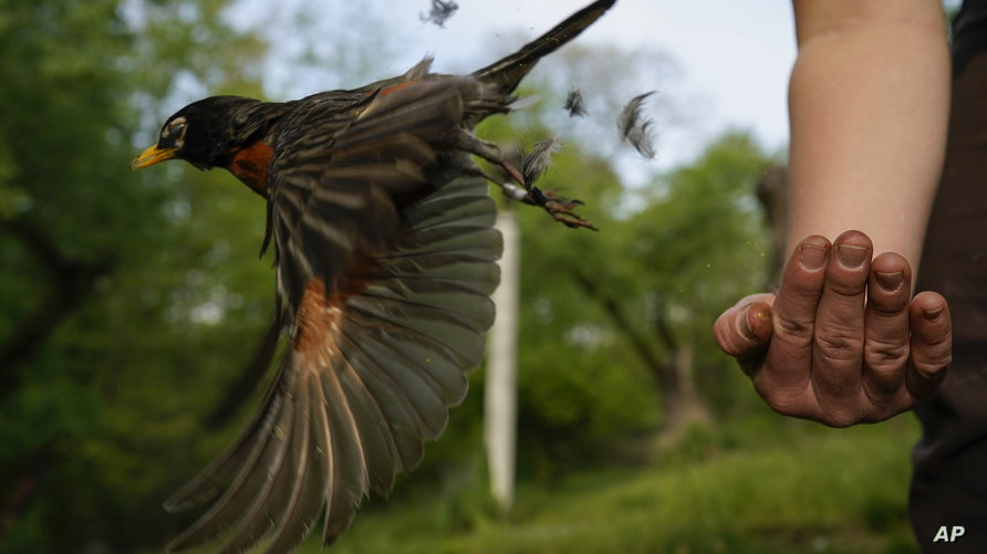 FILE - Avian ecologist and Georgetown University Ph.D. student Emily Williams releases an American robin, too light to be…